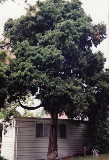 Garden Hill Shearing Shed Elth Yarra Glen Rd Colour 1 - Shire of Eltham Heritage Study 1992