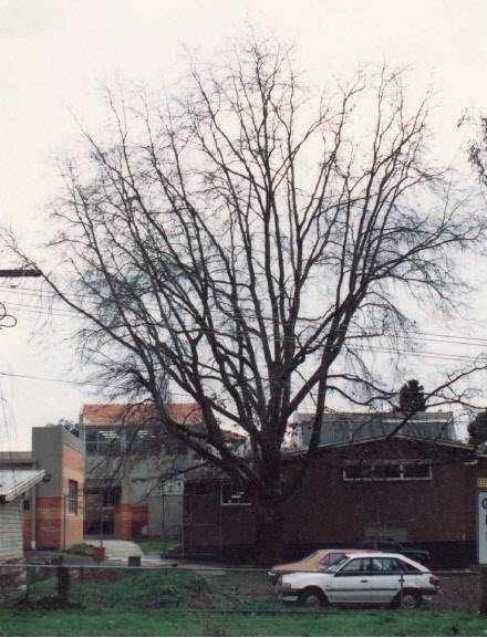 Pin Oak Tree at Eltham High School Ely St Colour - Shire of Eltham Heritage Study 1992