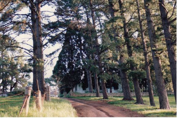 Monterey Pine  and Bhutan Cypress 110 Cochrane's Lane Panton Hill Colour 2 - Shire of Eltham heritage Study 1992