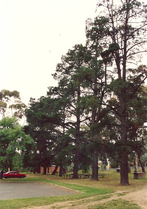 Monterey pine row  & Monterey pine group, Eltham Park Colour - Shire of Eltham Heritage Study 1992