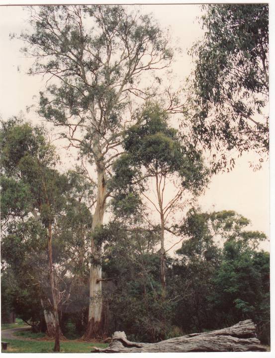 Wingrove Cottage Pines 672 674 Main Rd Colour 4 - Shire of Eltham Heritage Study 1992