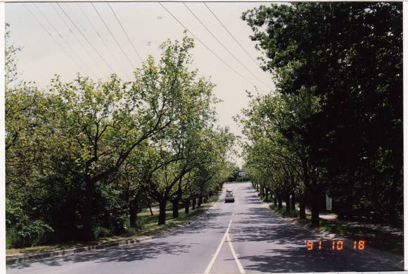 Plane Tree Ave of Honour Main Rd Eltham Colour 1 - Shire of Eltham Heritage Study 1992