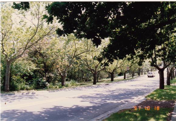 Plane Tree Ave of Honour Main Rd Eltham Colour 4 - Shire of Eltham Heritage Study 1992