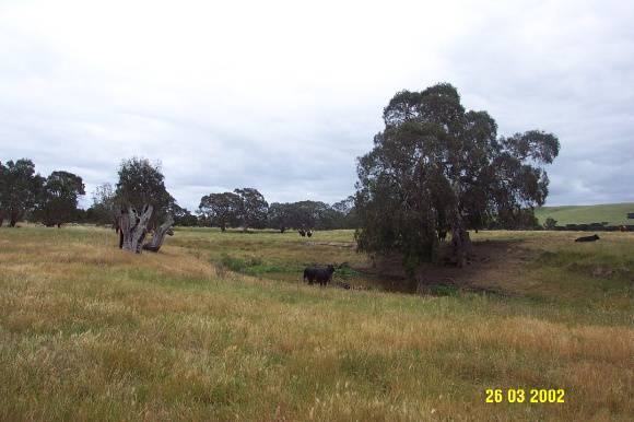 23446 Buvelot Tree Koroite Homestead Coleraine 2046