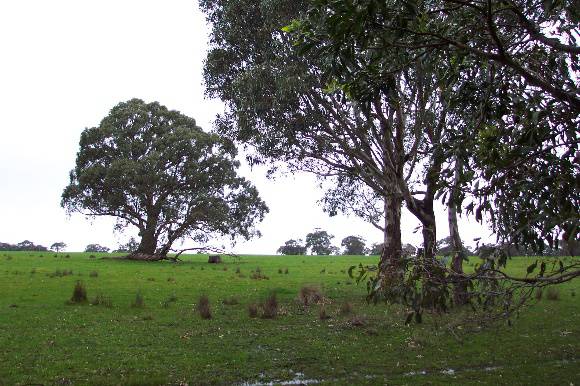 23179 Major Mitchell track 0039
