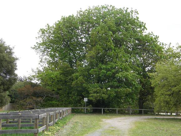 Quercus caneriensis (Algerian Oak)