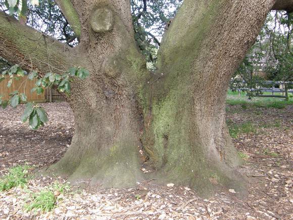 Quercus caneriensis (Algerian Oak)