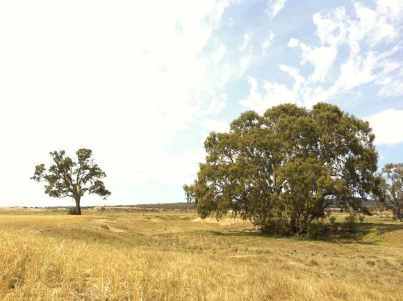 Eucalyptus camaldulensis (River Red Gum), Anakie