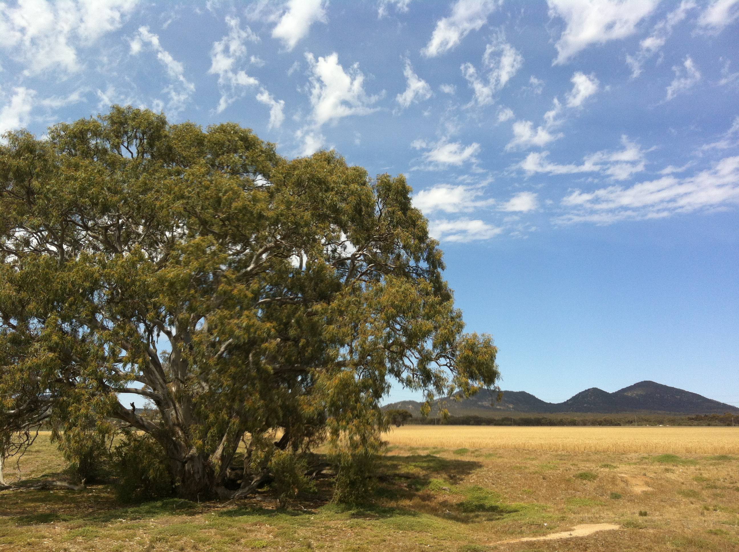 Eucalyptus camaldulensis (River Red Gum), Anakie