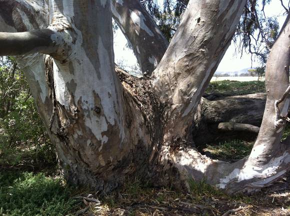 Eucalyptus camaldulensis (River Red Gum), Anakie