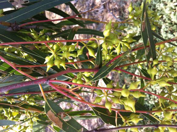 Eucalyptus camaldulensis (River Red Gum), Anakie