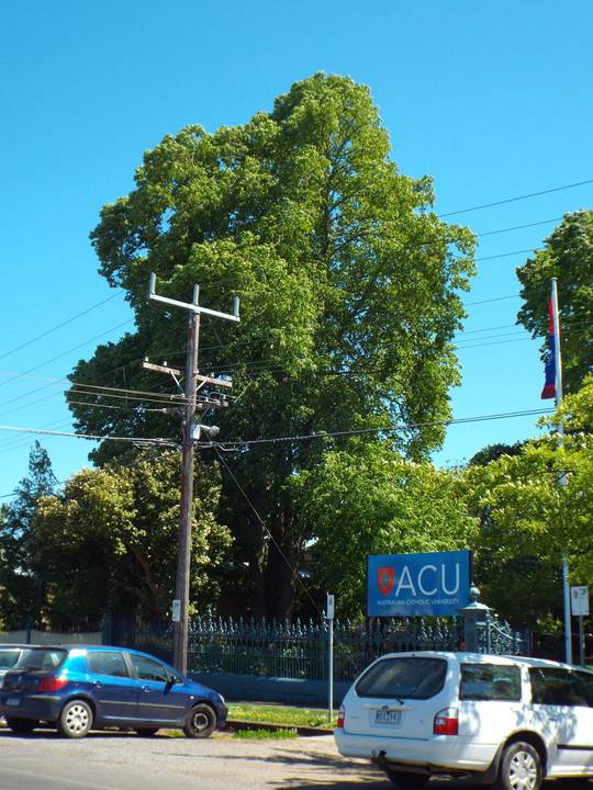 Common Linden, Ballarat.jpg