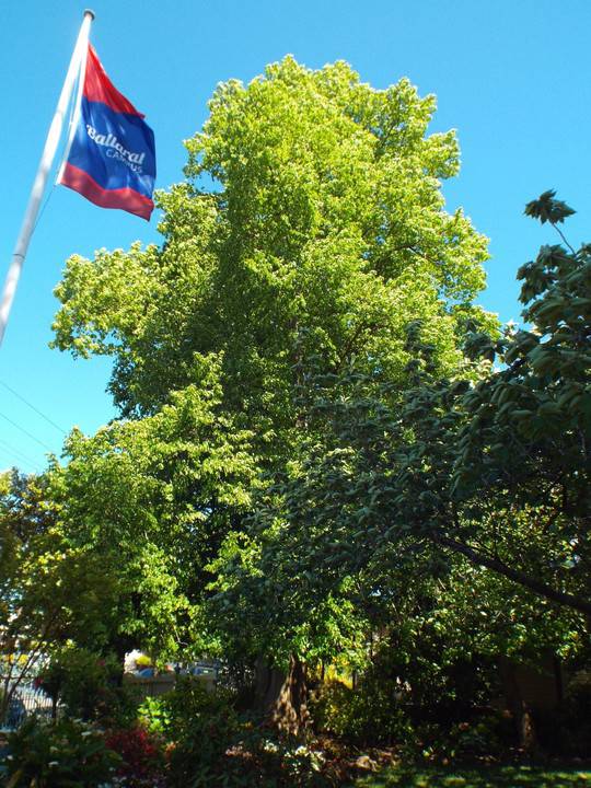 Common Linden, Ballarat 2.jpg