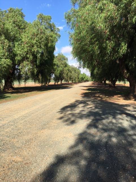 Schinus molle (Pepper Tree), Rochester