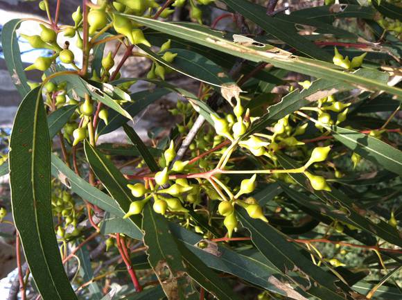 Eucalyptus camaldulensis (River Red Gum) Anakie 02.JPG