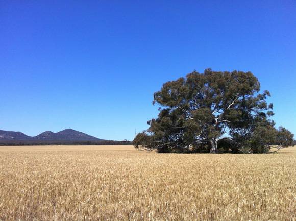 Eucalyptus camaldulensis (River Red Gum) Anakie 03.jpg