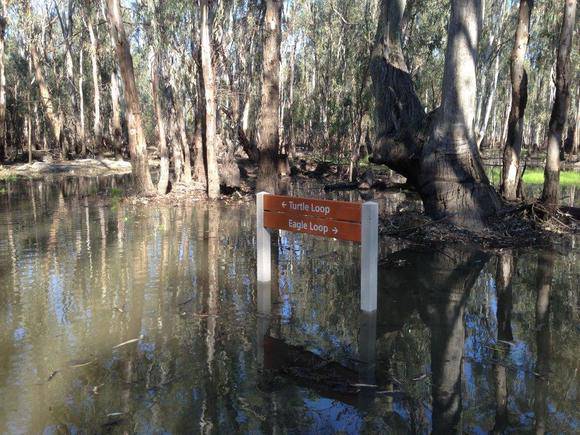 Cohuna Gunbower Island September 2013 015.jpg
