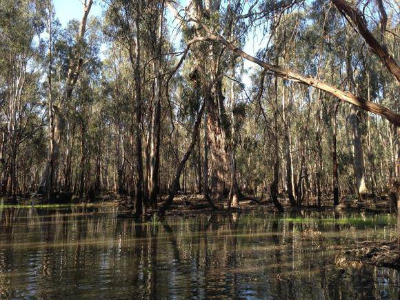 Cohuna Gunbower Island September 2013 016.jpg