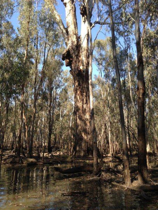 Cohuna Gunbower Island September 2013 018.jpg