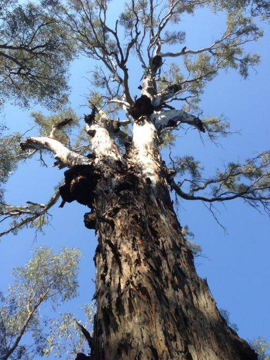 Cohuna Gunbower Island September 2013 025.jpg