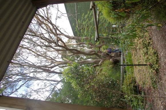 Eucalyptus punctata Cowes 04