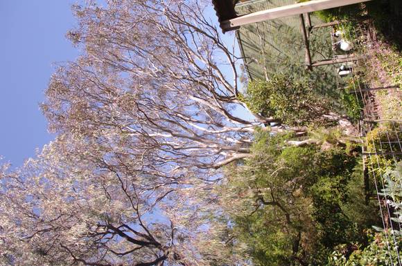 Eucalyptus punctata Cowes 01