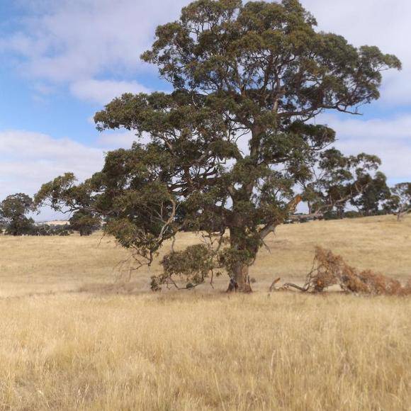 T12333 Yellow Gum, Ararat-01.JPG