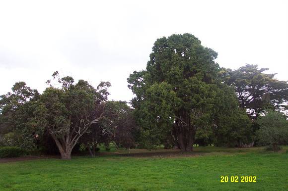 23435 Skene Homestead Strathkellar garden 1565
