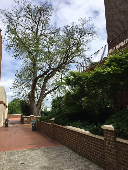 c1900 dutch elm.jpg