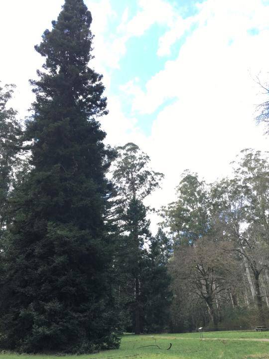 2017, Trees at Fernshaw.jpg
