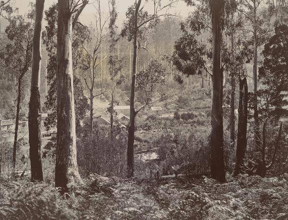 1876 Fernshaw.jpg