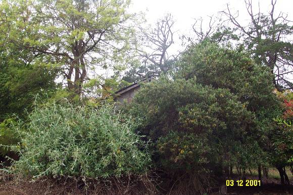 23162 Spring Vale garden 0231