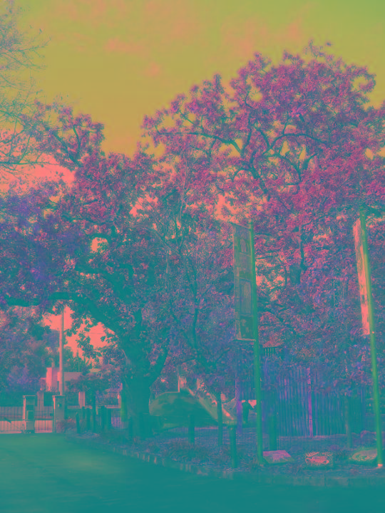 2017_c1920s oak trees.jpg