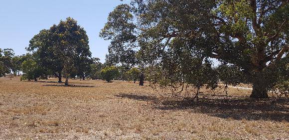 Greystones parkland 2019.jpg