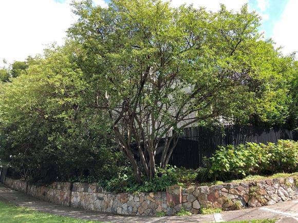 13 Wilks Avenue, Malvern