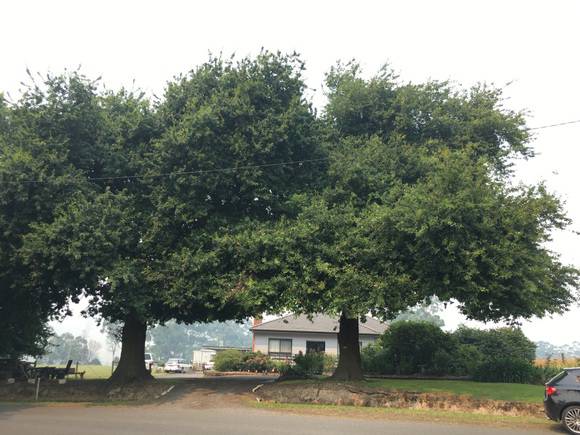 Boer War Memorial Trees
