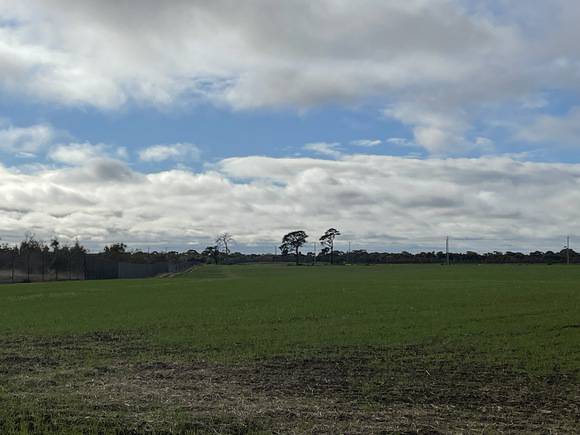 Remnant plantings along former MOS course - July 2021