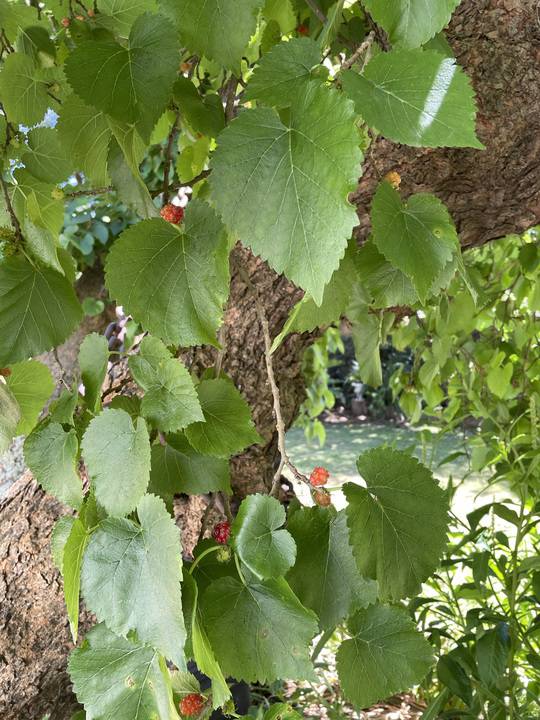 mulberry6