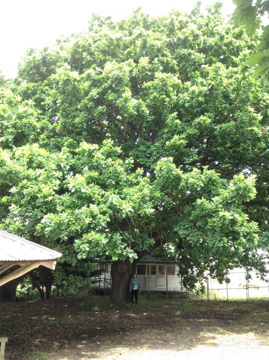 English Oak