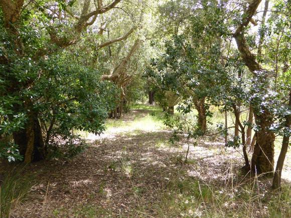 cork oak 1