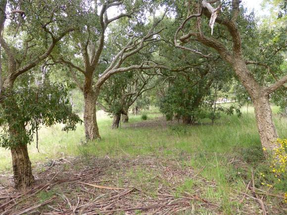 cork oak 2