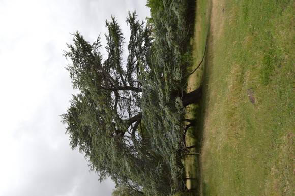 T12422 Atlas Cedar 2