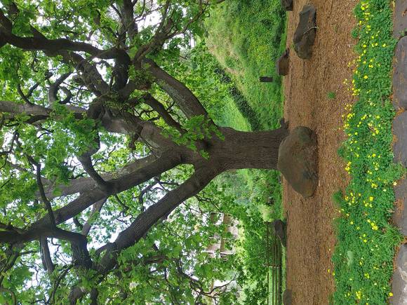 Elm northeast of residence Oct 2024