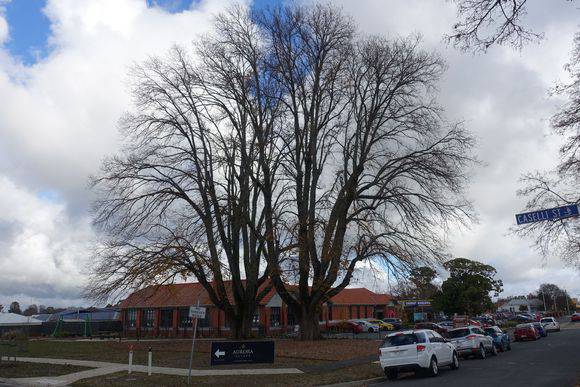 Elms on east side of former Toddlers' Block (2025)