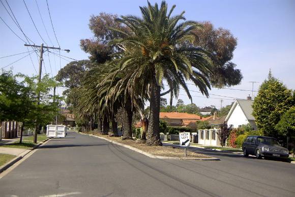 Row of trees viewed from the south