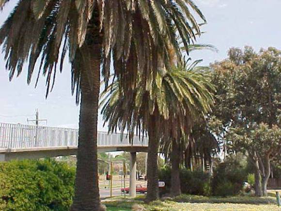 Row of trees, looking west (note hedge at left side)
