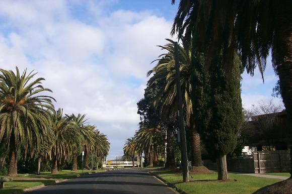 Chifley Dr palms