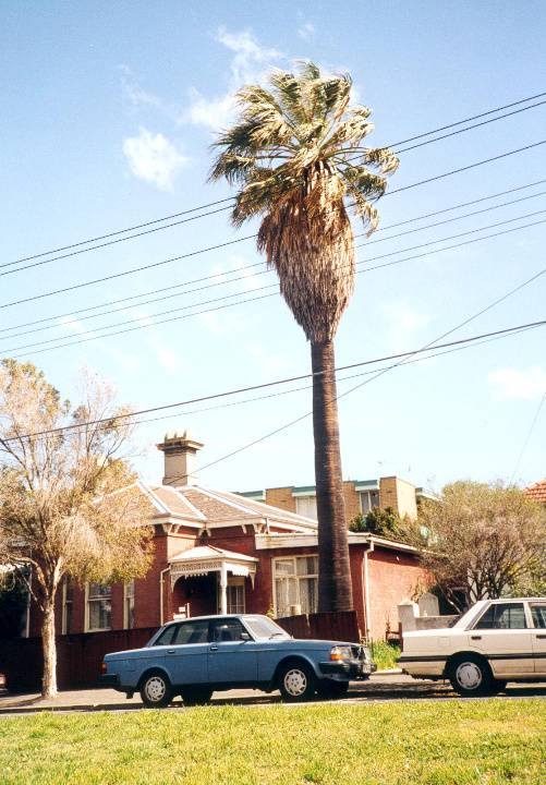 Cowper St 78 palm