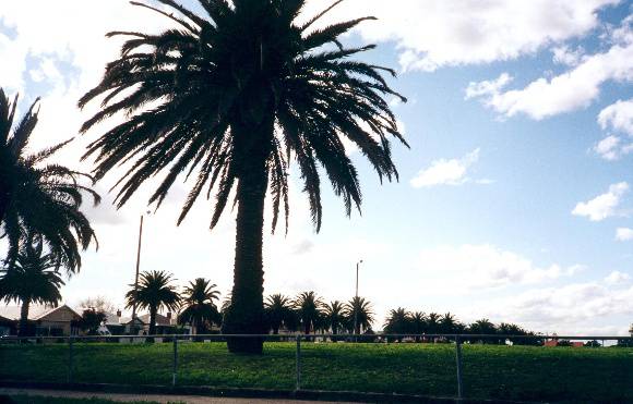 Essex St trees