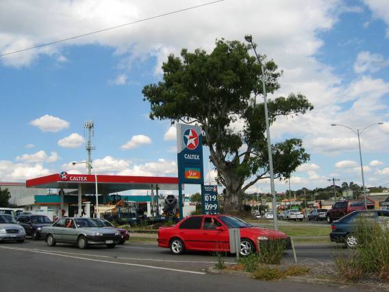 22358 River Red Gum - Cnr. Bridge Street & Manningham Road, Bulleen (1)